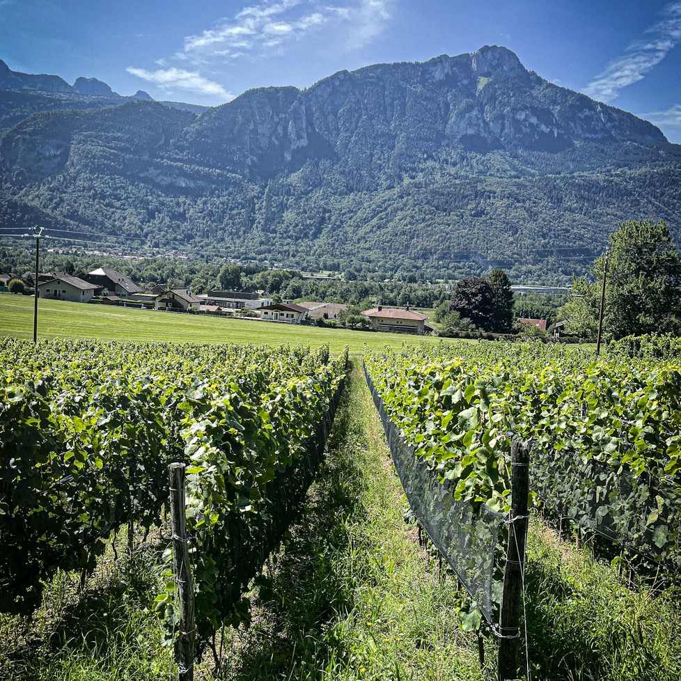 cave à vin naturel à Genève